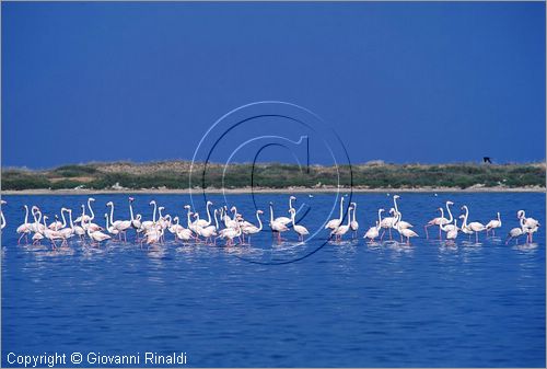 TUNISIA - fenicotteri nello stagno presso la costa tra Kelibia e Nabuel
