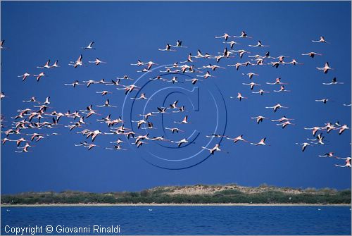 TUNISIA - fenicotteri nello stagno presso la costa tra Kelibia e Nabuel