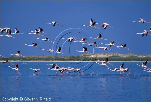 TUNISIA - fenicotteri nello stagno presso la costa tra Kelibia e Nabuel