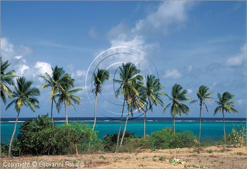 CARAIBI - ISOLE VERGINI BRITANNICHE - ISOLA DI VIRGIN GORDA - Saund Reef