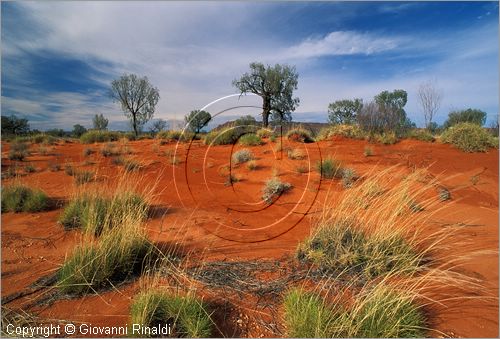 AUSTRALIA CENTRALE - Watarrka National Park - paesaggio con la sabbia rossa