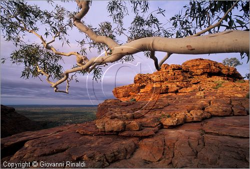AUSTRALIA CENTRALE - Watarrka National Park - paesaggio presso il bordo superiore del Kings Canyon - gli alberi con il tronco bianco fanno da contrasto alle rocce rosse