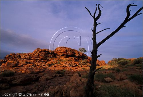 AUSTRALIA CENTRALE - Watarrka National Park - paesaggio presso il bordo superiore del Kings Canyon - un tronco di albero bruciato fa da contrasto alle rocce rosse