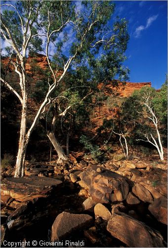 AUSTRALIA CENTRALE - Watarrka National Park - paesaggio del Kings Creek all'interno del Kings Canyon