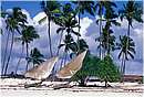 zanzibar0002.jpg