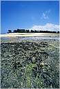 zanzibar0060.jpg