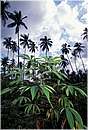zanzibar0099.jpg