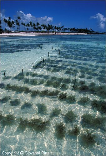 TANZANIA - ZANZIBAR  (Oceano Indiano) - Matemwe - costa est - coltivazione di alghe