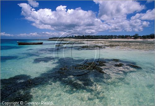 TANZANIA - ZANZIBAR  (Oceano Indiano) - Kizimkazi (estremit sud dell'isola) - la spiaggia durante la bassa marea