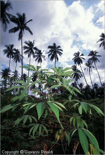 TANZANIA - ZANZIBAR  (Oceano Indiano) - coltivazione delle spezie all'interno dell'isola - manioca